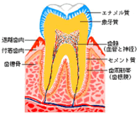 歯の断面図